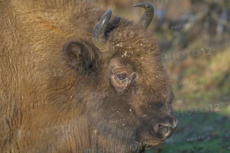 Bison or european bison (Bos bonasus)