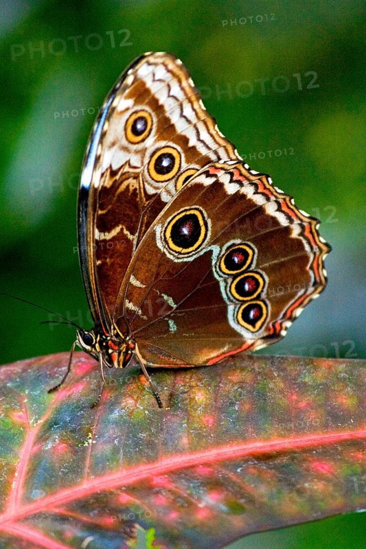 Butterfly Museum