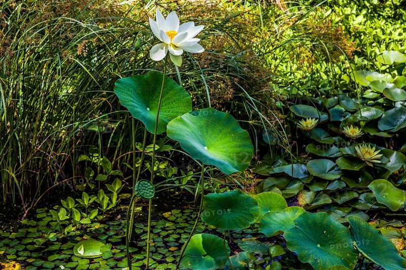 Water lilies and lotuses