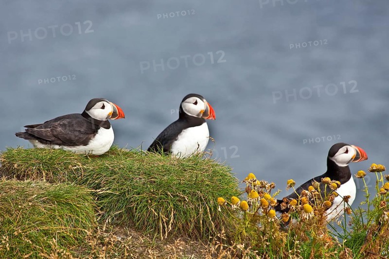 Puffins