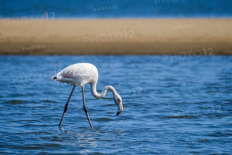 Greater Flamingo (Phoenicopterus roseus) (Phoeniconaias minor) eating in shallow water. Etosha National Park