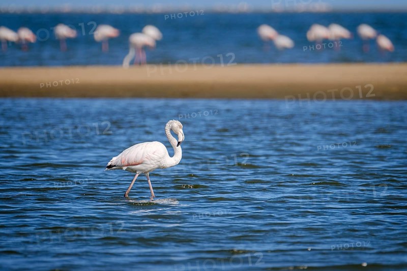 Greater Flamingo (Phoenicopterus roseus) (Phoeniconaias minor) walking in shallow water. Etosha National Park