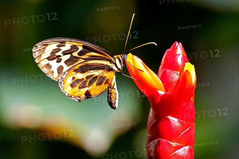 Butterfly Museum