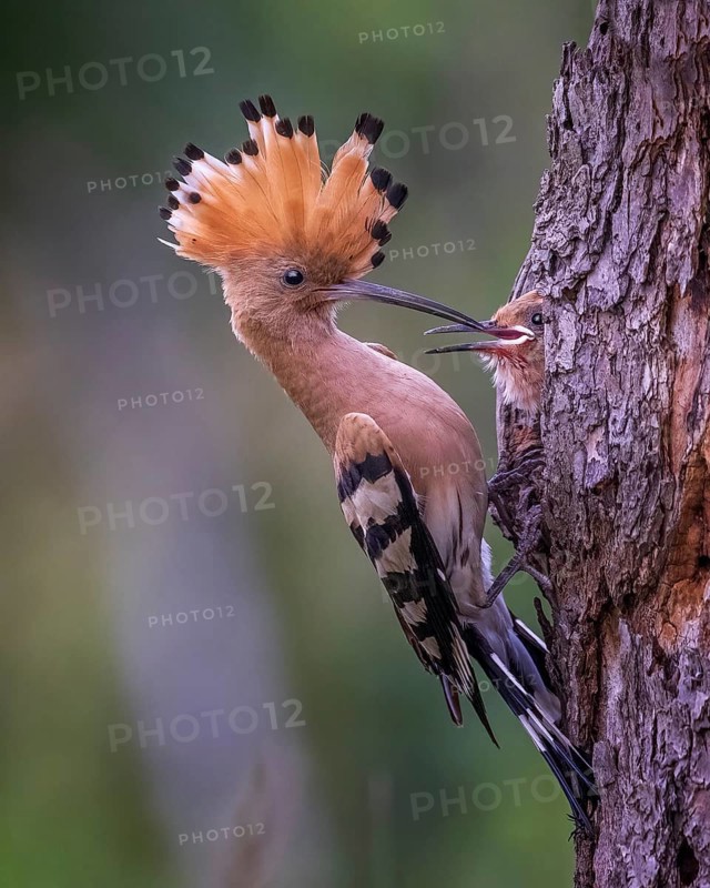 Hoopoe (Upupa epops) Old bird feeding young bird at the breeding hole