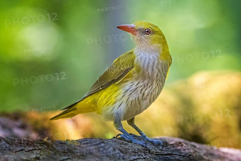 Eurasian golden oriole (Oriolus oriolus) female in sunlit floodplain forest