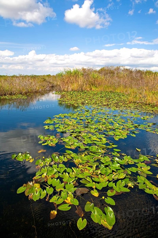 Anhinga Trail