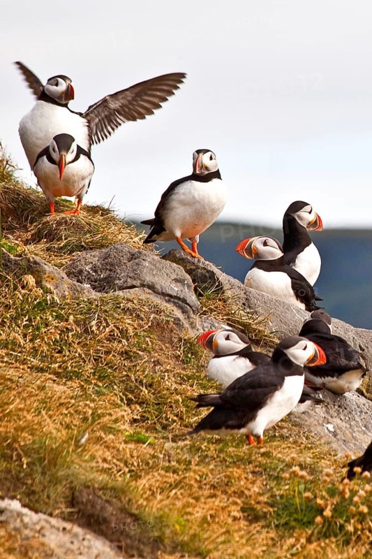 Puffins
