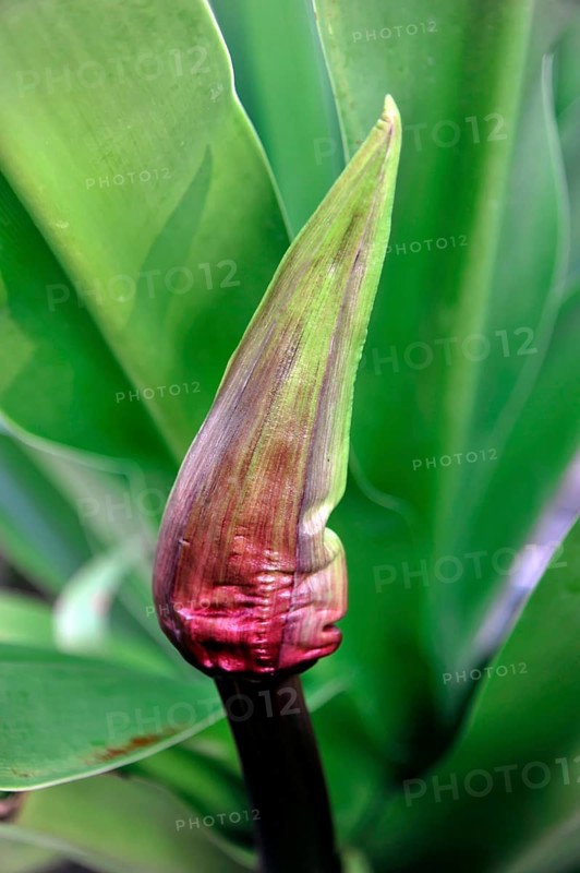 Banana blossom