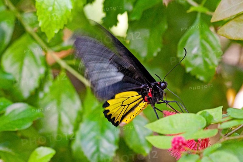 Butterfly Museum