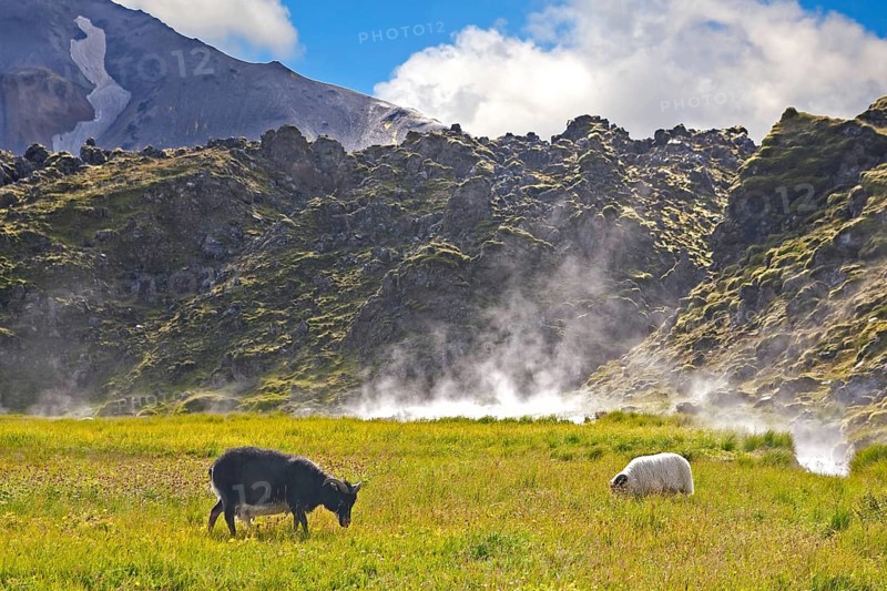 Sheep in Landmannalaugar