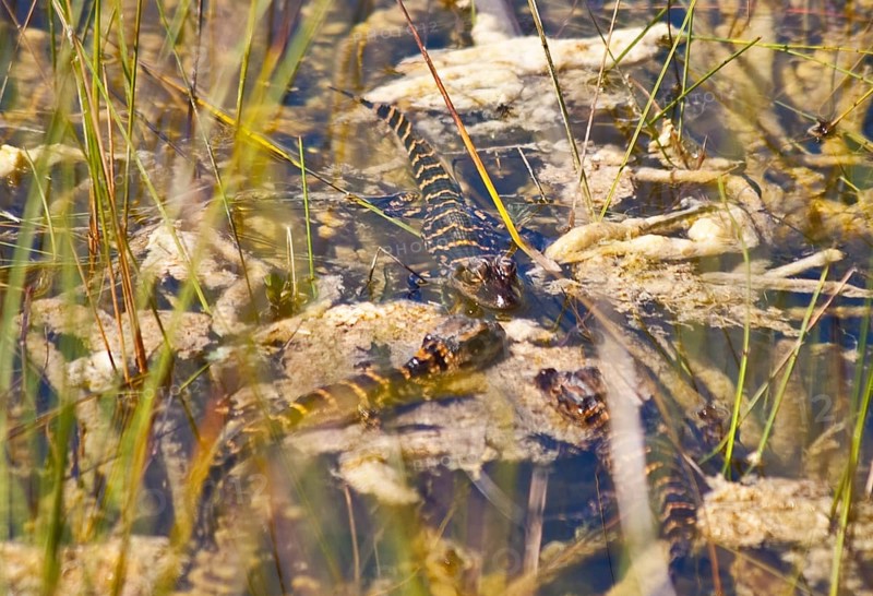 Mini alligators in the swampland