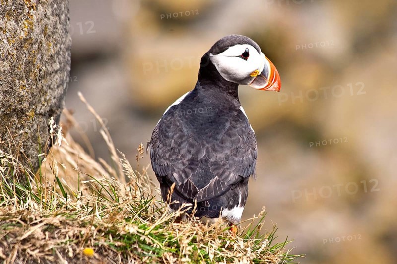Puffins