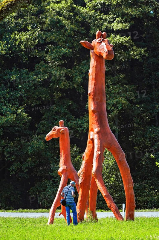 Giraffes