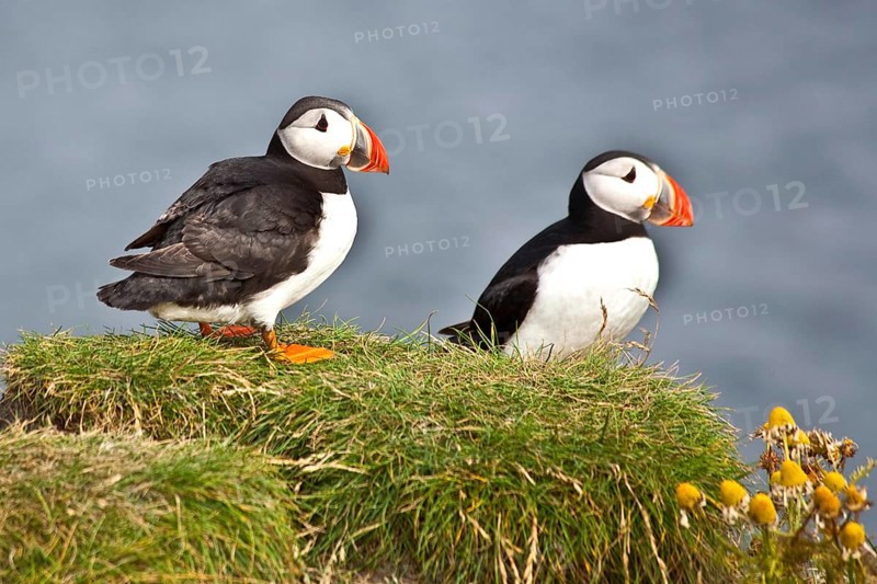 Puffins