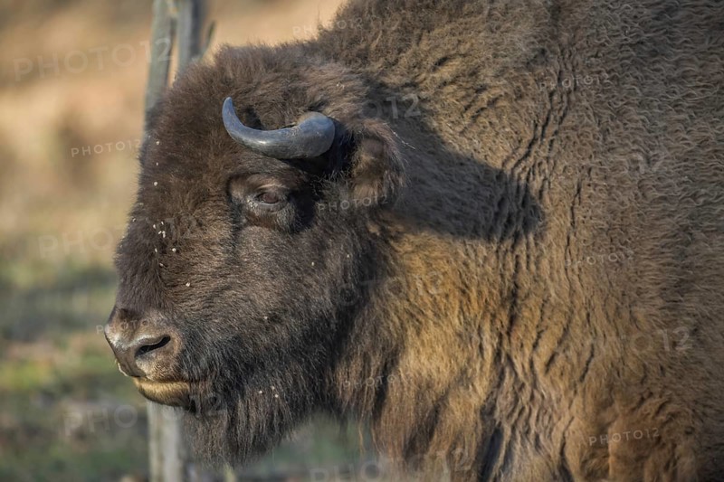 Bison or european bison (Bos bonasus)