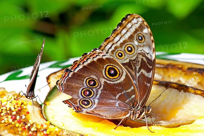 Butterfly Museum