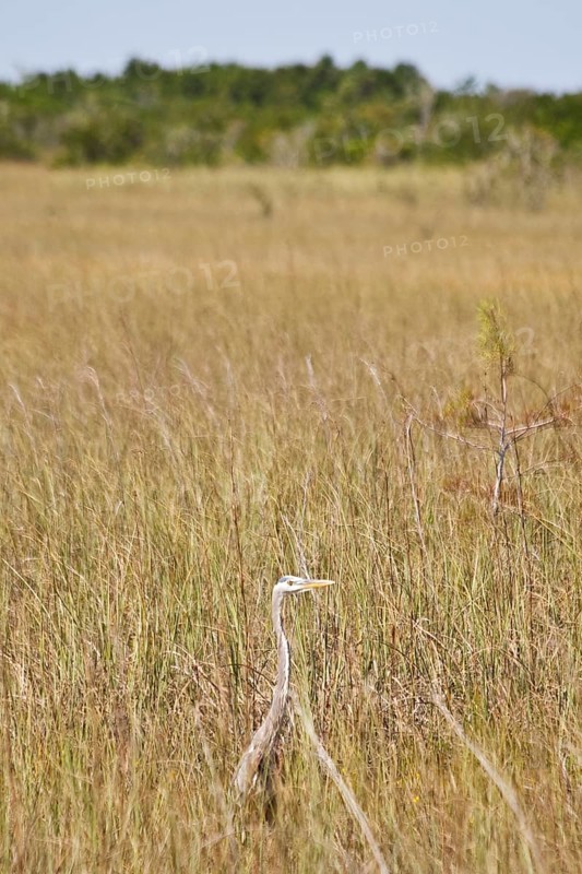 Egret in swampland