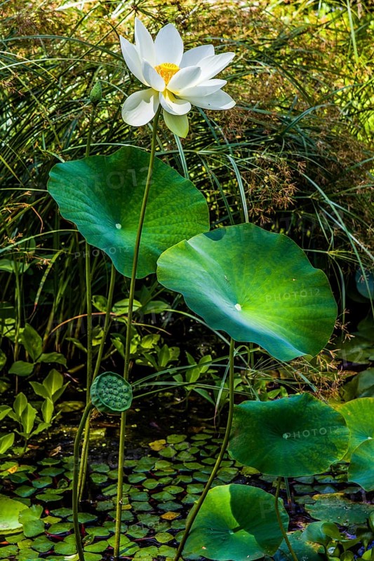 Water lilies and lotuses