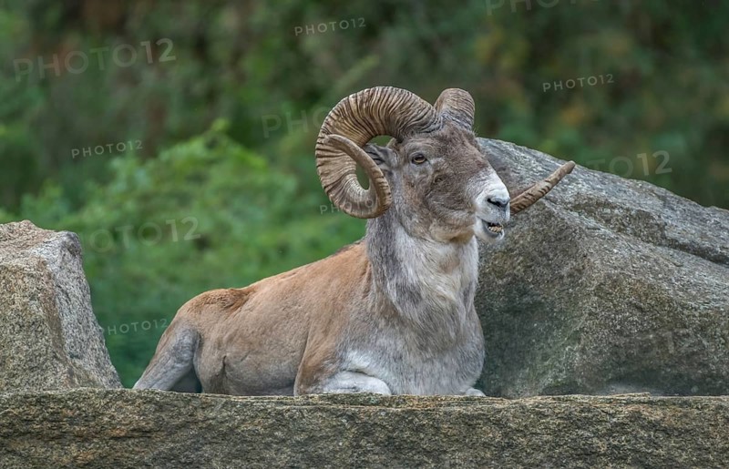 Marco Polo sheep (Ovis ammon polii)