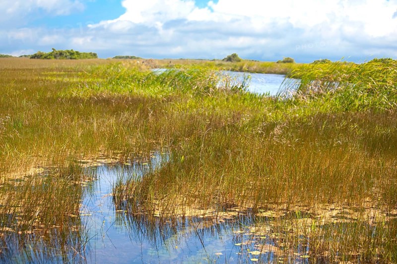 Swampland