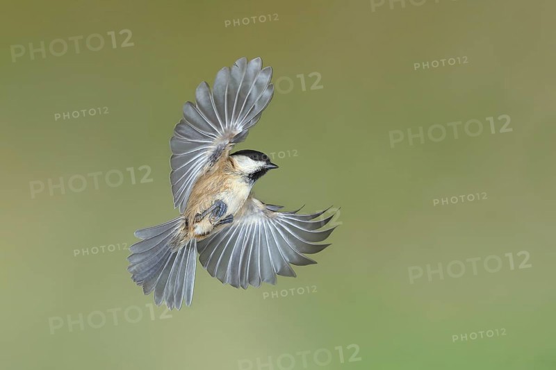 Willow tit (Parus montanus) in flight