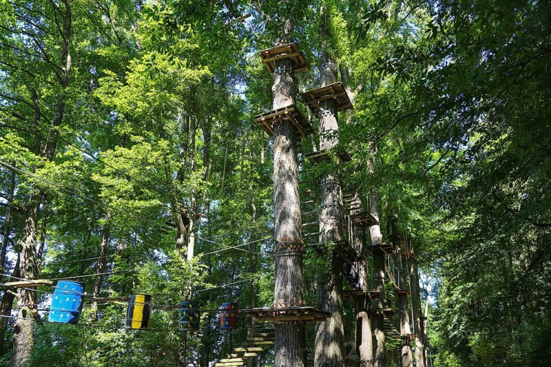 Forest ropes course