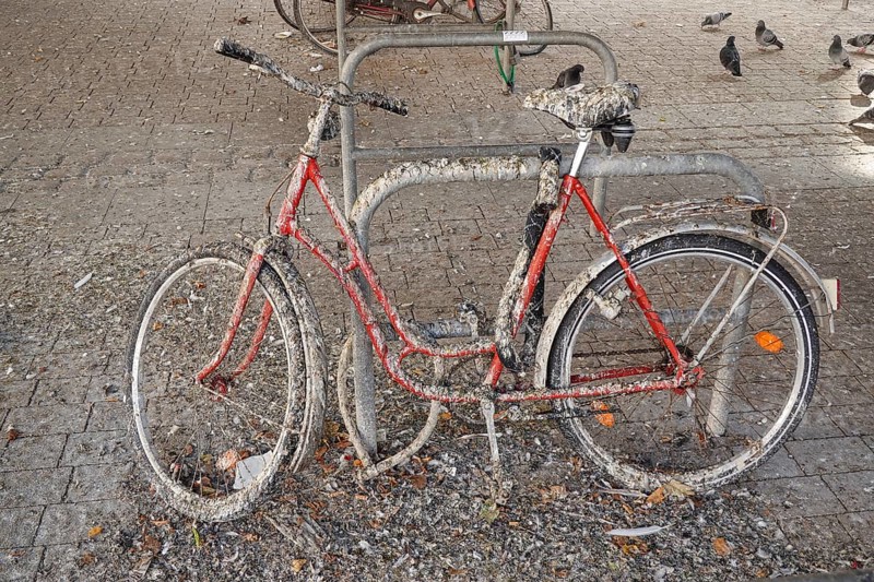 Pigeon droppings on bicycle