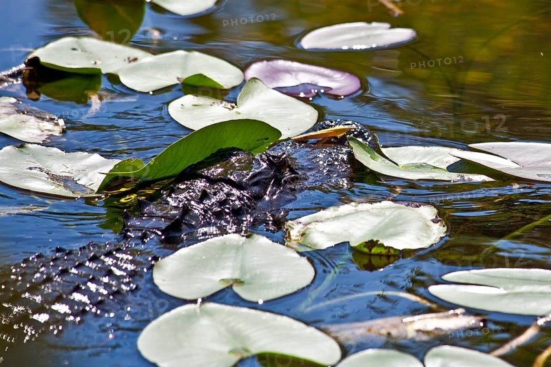 Alligator in swampland