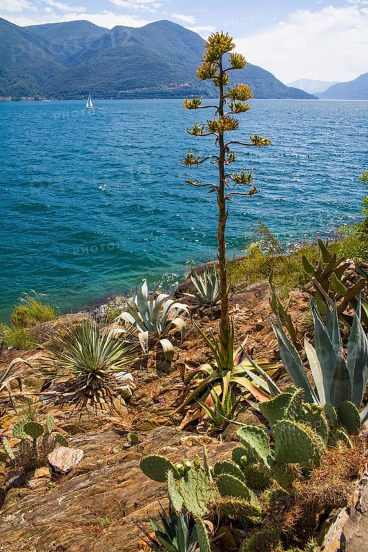 Subtropical Botanical Garden on the Brissago Islands in Lake Maggiore