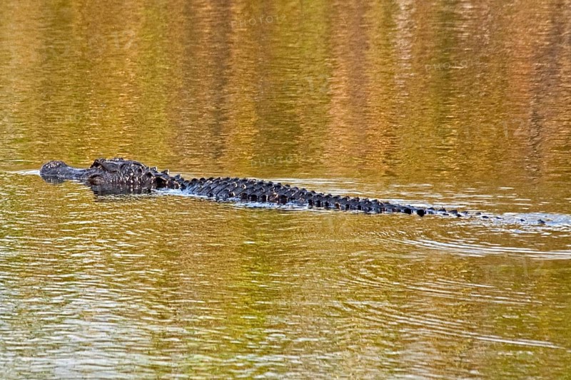 Alligator in swampland