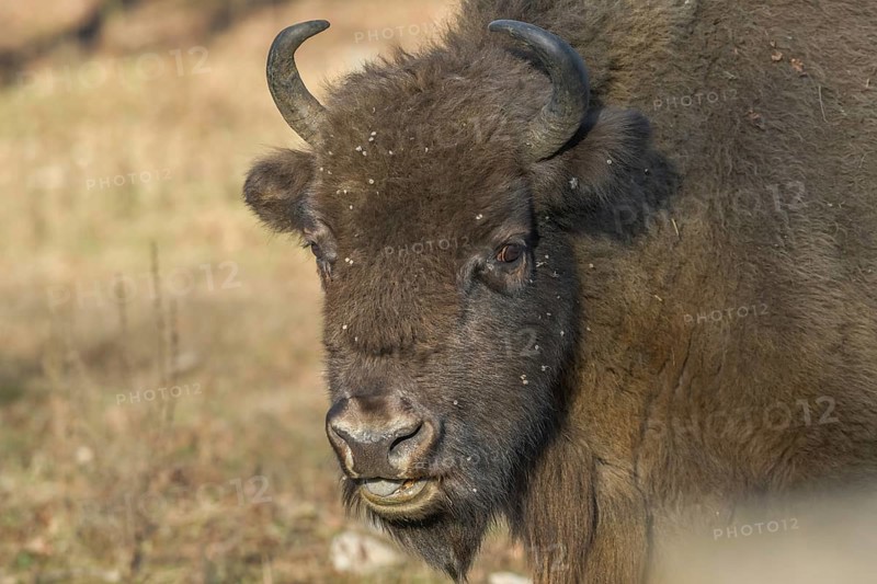 Bison or european bison (Bos bonasus)