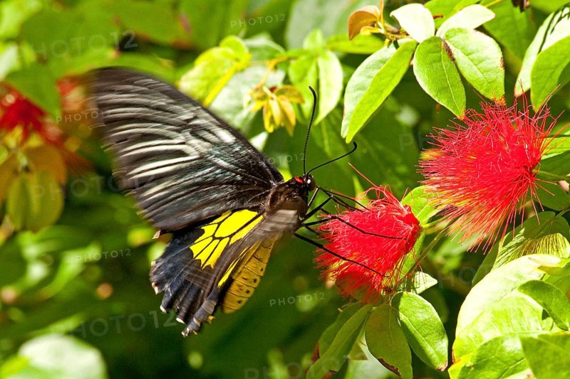 Butterfly Museum