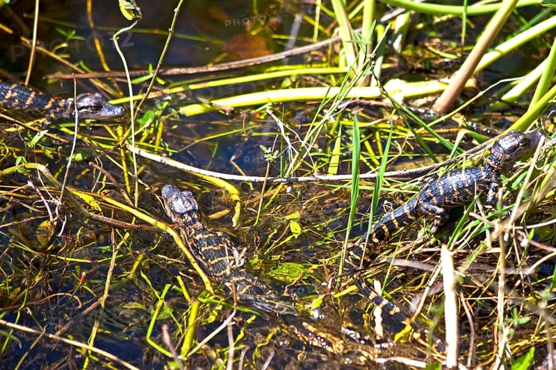 Mini alligators in the swampland