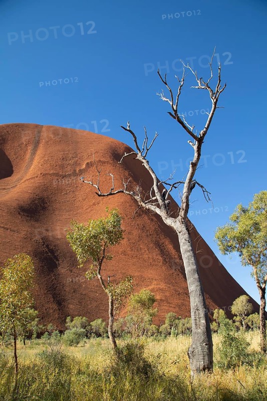 Trees by the path at Uluru