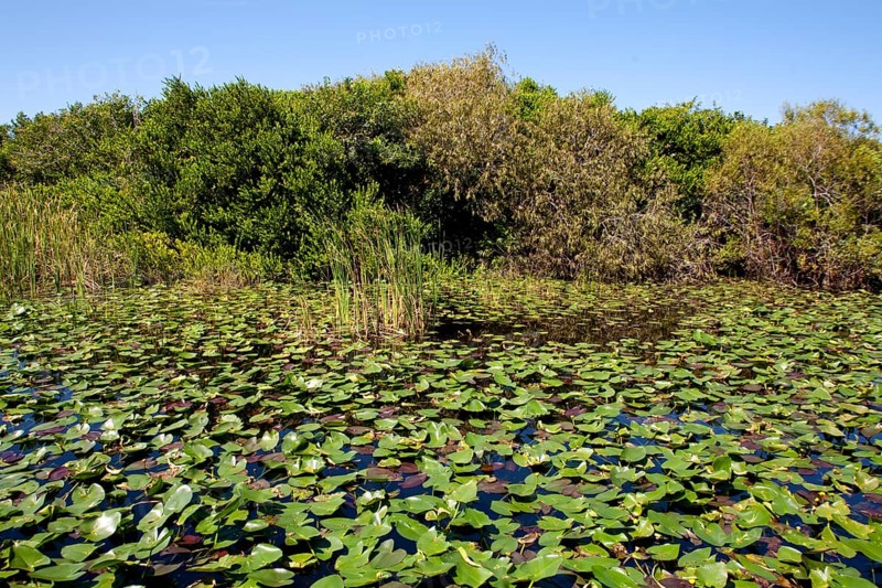 Swampland