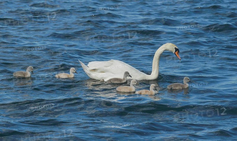 Swan with chicks in front of Eiswerder Island