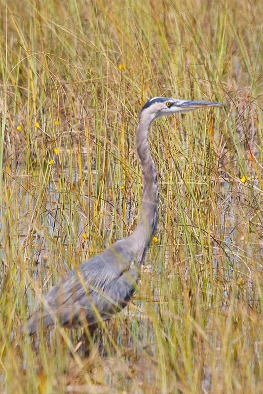 Egret in swampland
