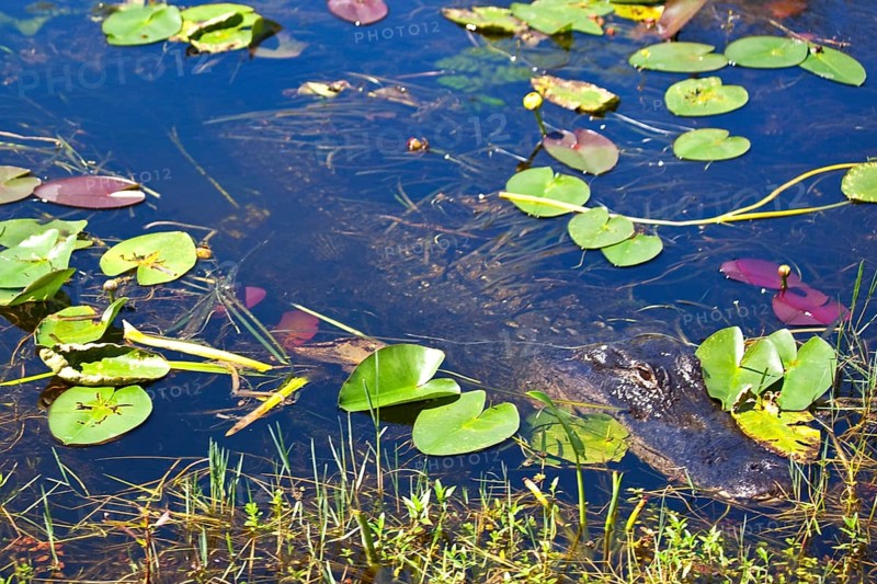 Alligator in swampland