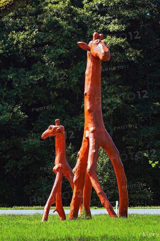 Giraffes