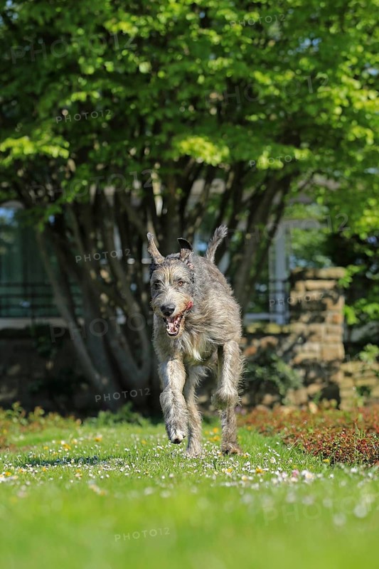 Running Wolfhound
