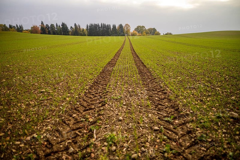 Tractor tracks in a field