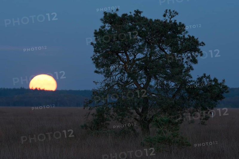 Moonrise in the moor