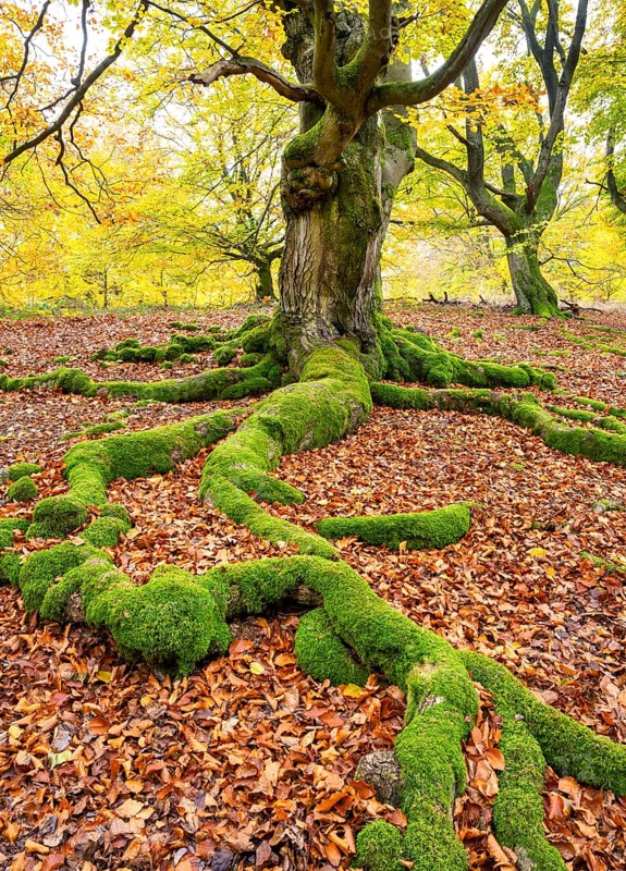 Common beech