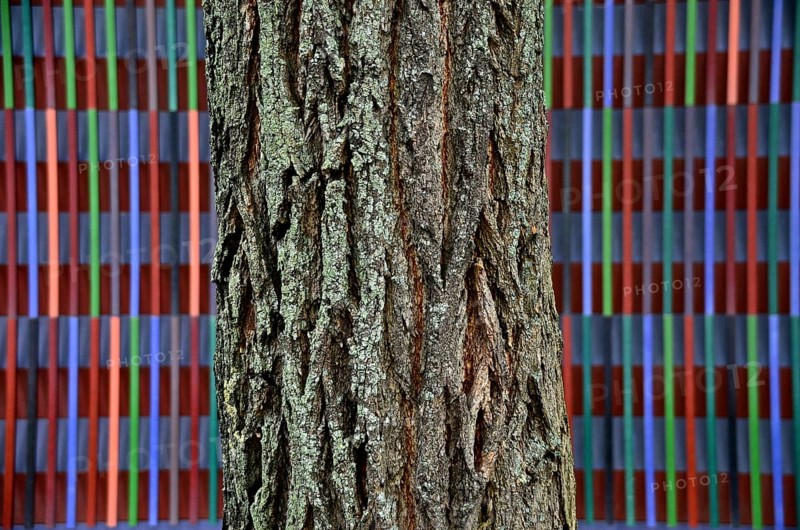 Tree bark in front of the colourfully striped facade of the Brandhorst Museum