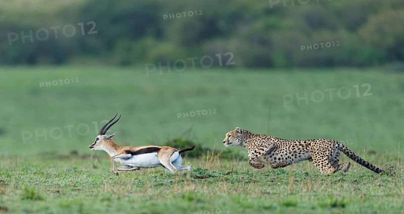 Cheetah
