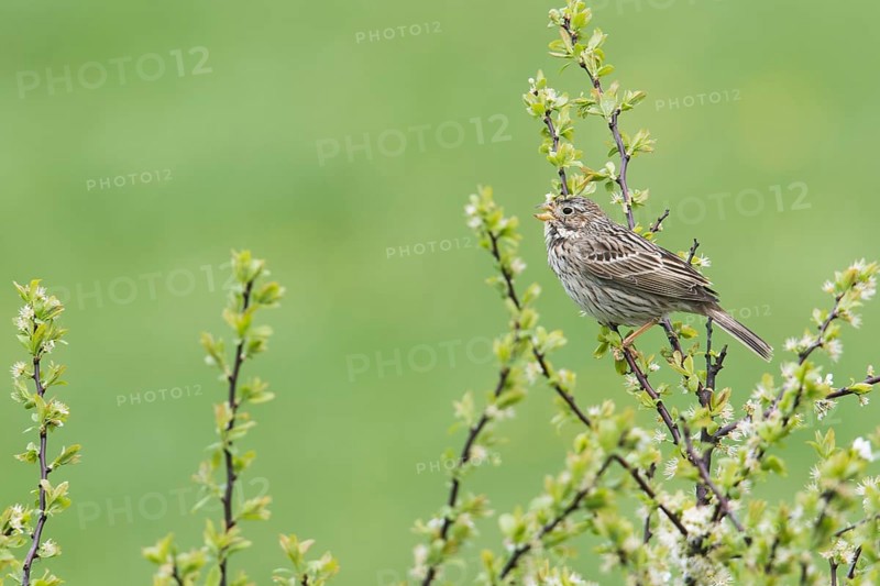 Corn bunting
