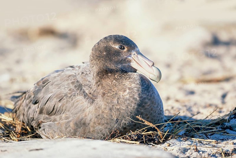 Giant Petrel