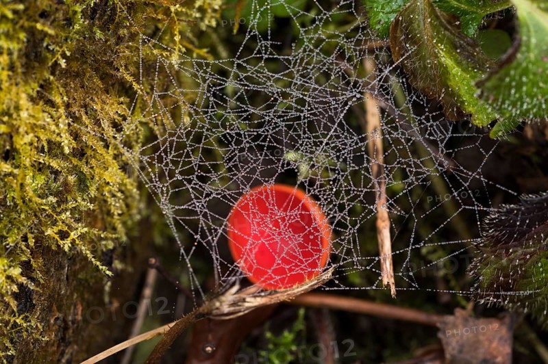 Scarlet elf cup