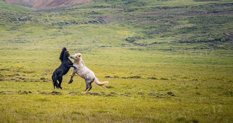 Two fighting stallions