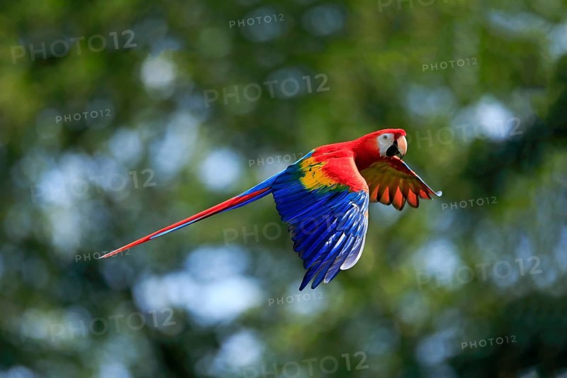 Scarlet macaw
